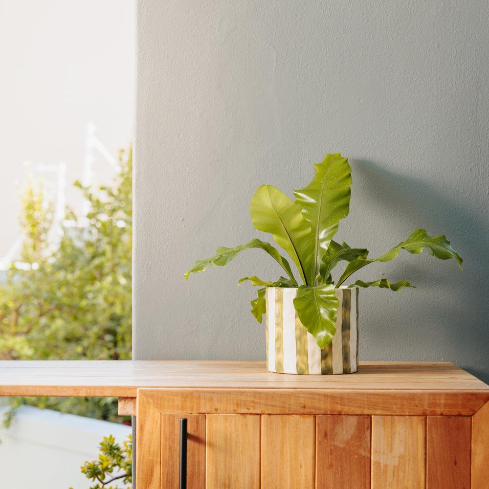Home.Life Planter Natural Bold Stripe Forest-DÃ©cor